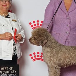 Rainey - Lagotto Romagnolo