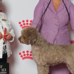 Rainey - Lagotto Romagnolo