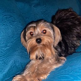 London - Yorkshire Terrier