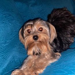 London - Yorkshire Terrier