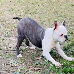 Rocky - Boston Terrier