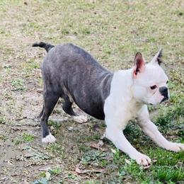 Rocky - Boston Terrier