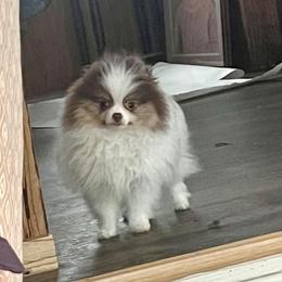 Graham - Pomeranian