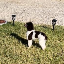 Maggie - Poodle