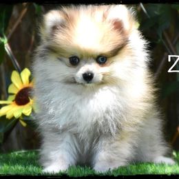 Zoe - Chocolate merle female Pomeranian puppy in Cleveland, Georgia from Precious Paw Pomeranians