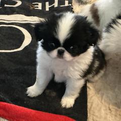 Dexter - Black and white male Japanese Chin puppy in Basehor, Kansas from Good Fortune Shar Pei