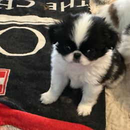 Dexter - Black and white male Japanese Chin puppy in Basehor, Kansas from Good Fortune Shar Pei