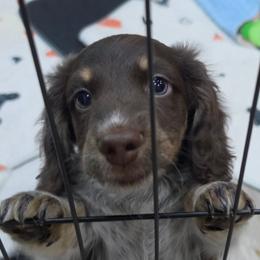 Boy 2 - Piebald male Dachshund puppy in De Land, Florida from Double Aces Doxies