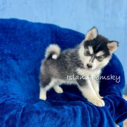 Lyra - Black and white female Pomsky puppy in Hawaii from Island Pomskies