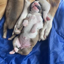 Boxer Puppies from Martinez Boxers of Central Florida