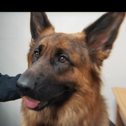 athena - German Shepherd