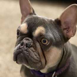 Lucy - French Bulldog