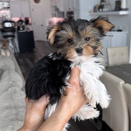 Boomer - Parti male Yorkshire Terrier puppy in West Fargo, North Dakota from A Yorkie Tale