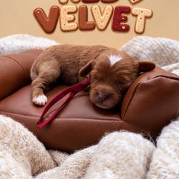 Velvet - Red female Cavapoo puppy in Mayo, Florida from Kingston’s Cavaliers