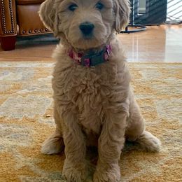 Australian Labradoodle and Goldendoodle Puppies from Sharper Doodles