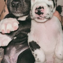 Great Dane Puppies from Babes & Danes
