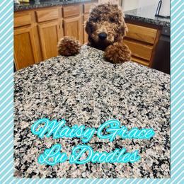 Goldendoodle Puppies from Lu Doodles