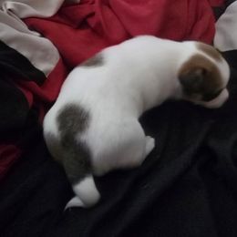 Boy3 - Cream and white Chihuahua puppy in Oklahoma City, Oklahoma from Teacup Chihuahuas and Friends