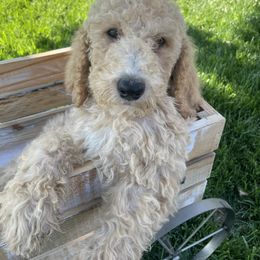 Jackson - Cream male Poodle puppy in Calimesa, California from Coriander Farm Pups