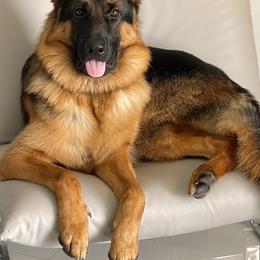German Shepherd Puppies from AceHaven Canines