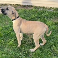 Boy Black - Fawn male Perro de Presa Canario puppy in Madison, Ohio from Joshua's Perro de Presa Canario