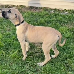 Boy Black - Fawn male Perro de Presa Canario puppy in Madison, Ohio from Joshua's Perro de Presa Canario
