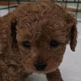 Molly - Red  female Poodle puppy in Grand Saline, Texas from Oldfield Outdoors