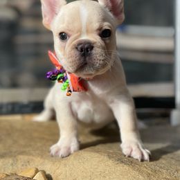 Green collar - French Bulldog puppy from Big Daddy Frenchies