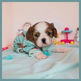 Richard Parker - Blenheim male Cavalier King Charles Spaniel puppy in Kewaskum, Wisconsin from Moon Dream Cavaliers