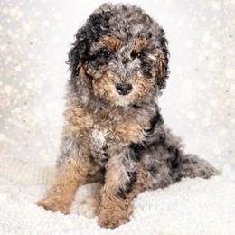 Apple Pie - Merle female Goldendoodle puppy in Everett, Washington from Pawlydoodles