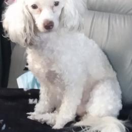Poodles from Aloha Poodle Puppies