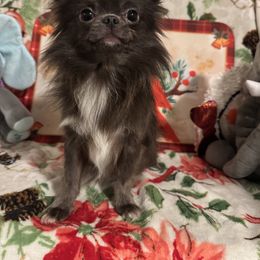 Stormy - Chihuahua
