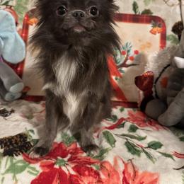 Stormy - Chihuahua