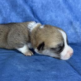 Burgundy Collar Female - Sable female Pembroke Welsh Corgi puppy in Victoria, Texas from Clear Creek Corgis