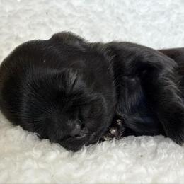 Amanda - Black female Shih Tzu puppy in Hemet, California from Aloha Shih Tzu