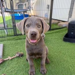 Pink collar - Silver female Dilute Retriever puppy in Valley Center, California from Stunning Silver Bullets Labradors