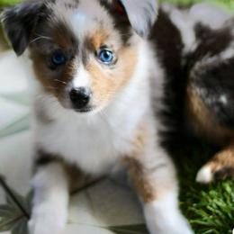 Blue Bell - Blue merle male Miniature Australian Shepherd puppy in Liberty Hill, Texas from Stone & Sage ATX Toy & Mini Aussies
