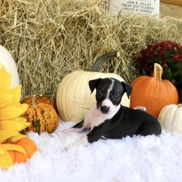 Bianca Female 2 - Black female Italian Greyhound puppy in Careyville Fl And Sparta Tn, Florida from Summerwind Kennel