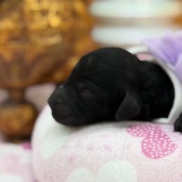 Girl 2 - Black female Poodle puppy in Clark County, Nevada from My Pride Poodles & Japanese Chins