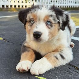 Australian Shepherd Puppies from Caramel Bliss Aussies - NJ NYC