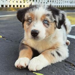 Australian Shepherd Puppies from Caramel Bliss Aussies - NJ NYC