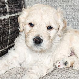 Goldendoodle puppies from Sandy Creek Doodles