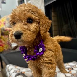 Heartsong Bear - Red  female Goldendoodle puppy in Camden, North Carolina from Oopsie Doodles of NC
