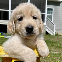 Golden Retrievers from Stockford’s Golden Retrievers