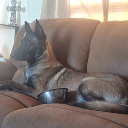 Jaelly - Belgian Malinois