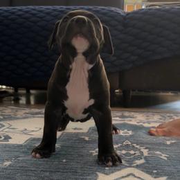 Black Male - Black male American Bully puppy in Union County, North Carolina from XLRG BULLIES