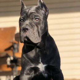 Cane Corso Puppies from Virtue Cane Corso