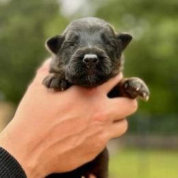 Kurlie - Sable female German Shepherd puppy in Canton, Texas from WILDWOOD GERMAN SHEPHERDS