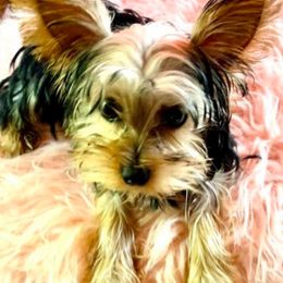 Yorkshire Terriers from Emerald City Yorkie’s