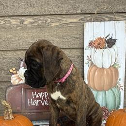 Boxer Puppies from The Holistic Boxer